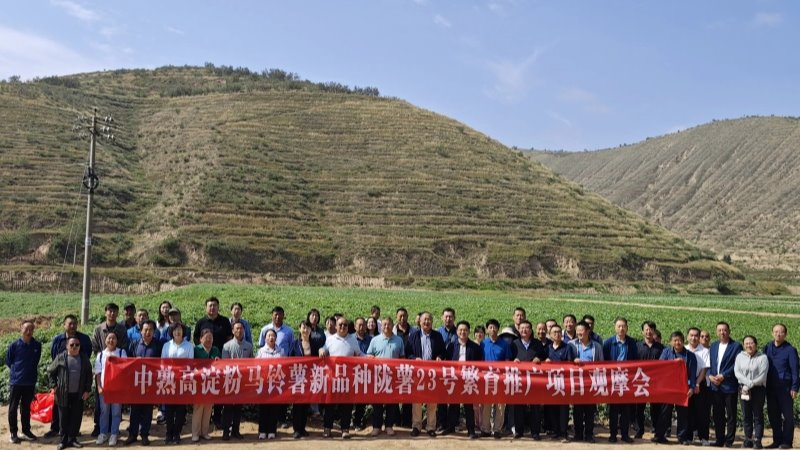 中熟高淀粉隴薯23號及馬鈴薯新品種觀摩會成功舉辦